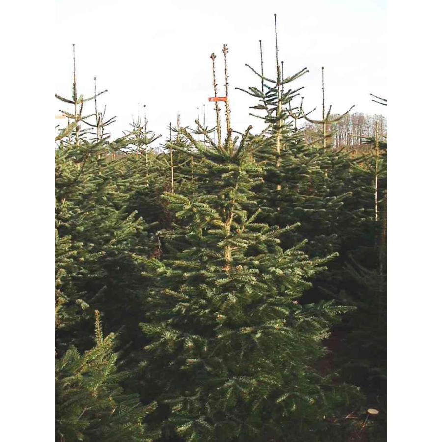 コーカサスモミ 種子20粒 Caucasian fir 20 seeds : H.I.Tree C's