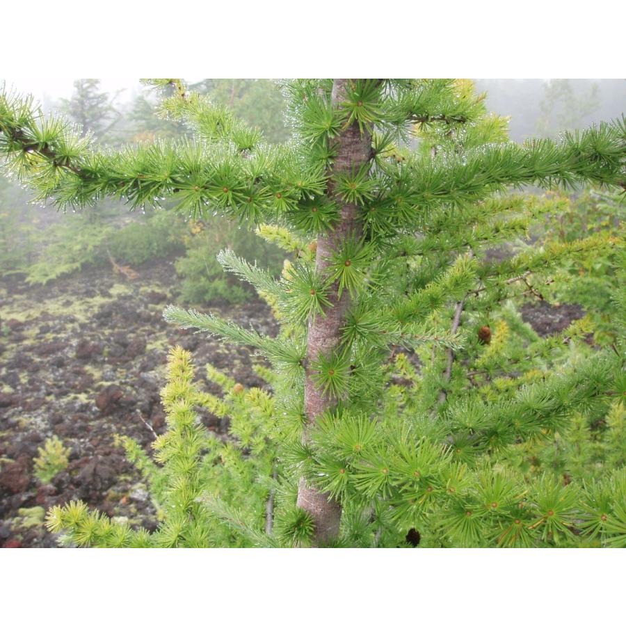カラマツ＜落葉松＞ 種子50粒 Japanese larch 50 seeds : H.I.Tree C's