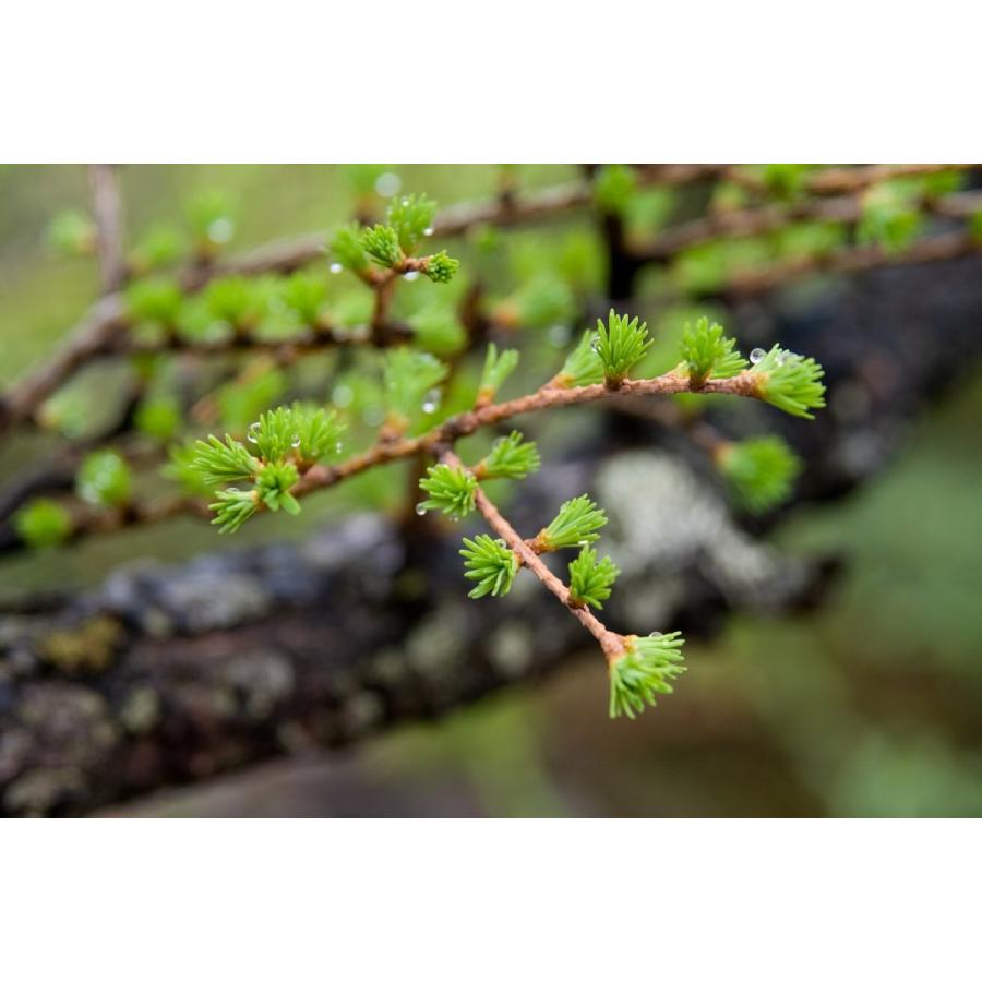 カラマツ＜落葉松＞ 種子50粒 Japanese larch 50 seeds : H.I.Tree C's