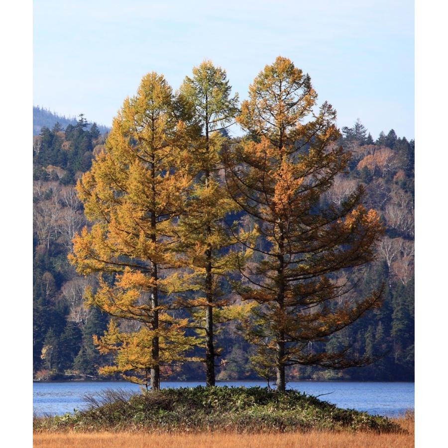 専用　カラマツ2種類 カラマツ＜落葉松＞ 種子50粒 Japanese larch 50 seeds : H.I.Tree C's
