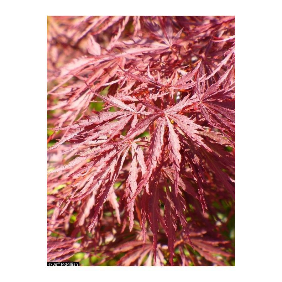 モミジ・ベニシダレ＜紅枝垂＞・タムケヤマ＜手向山＞ 種子20粒