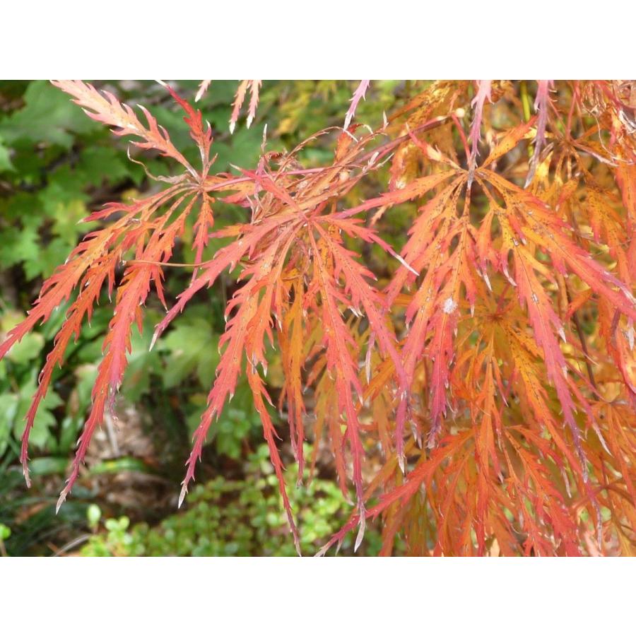 モミジ・ベニシダレ＜紅枝垂＞・タムケヤマ＜手向山＞ 種子20粒
