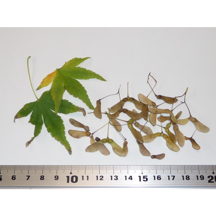 モミジ・リュウセン＜流泉＞ 種子30粒 Ryusen weeping Japanese maple