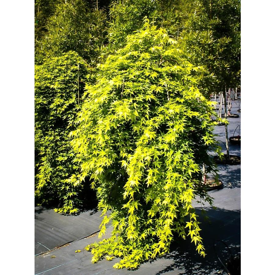 モミジ・リュウセン＜流泉＞ 種子30粒 Ryusen weeping Japanese