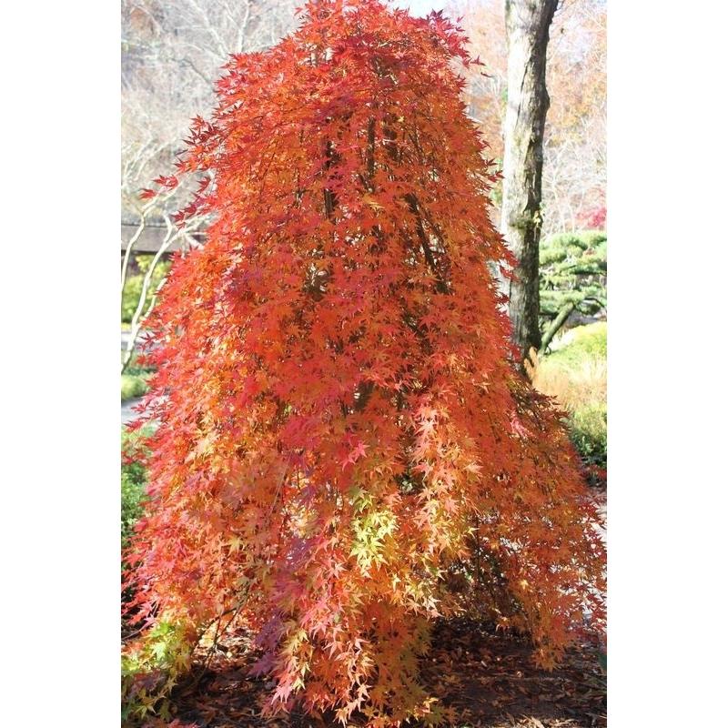 モミジ・リュウセン＜流泉＞ 種子30粒 Ryusen weeping Japanese maple