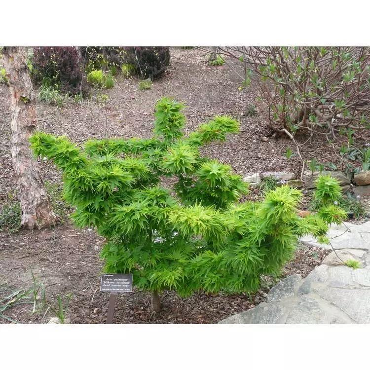 モミジ・ミカワヤツブサ＜三河八房＞ 種子20粒 Mikawa yatsubusa dwarf