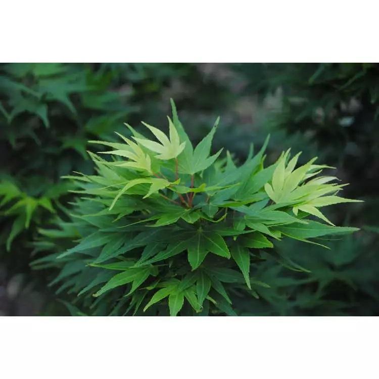 モミジ・ミカワヤツブサ＜三河八房＞ 種子20粒 Mikawa yatsubusa dwarf
