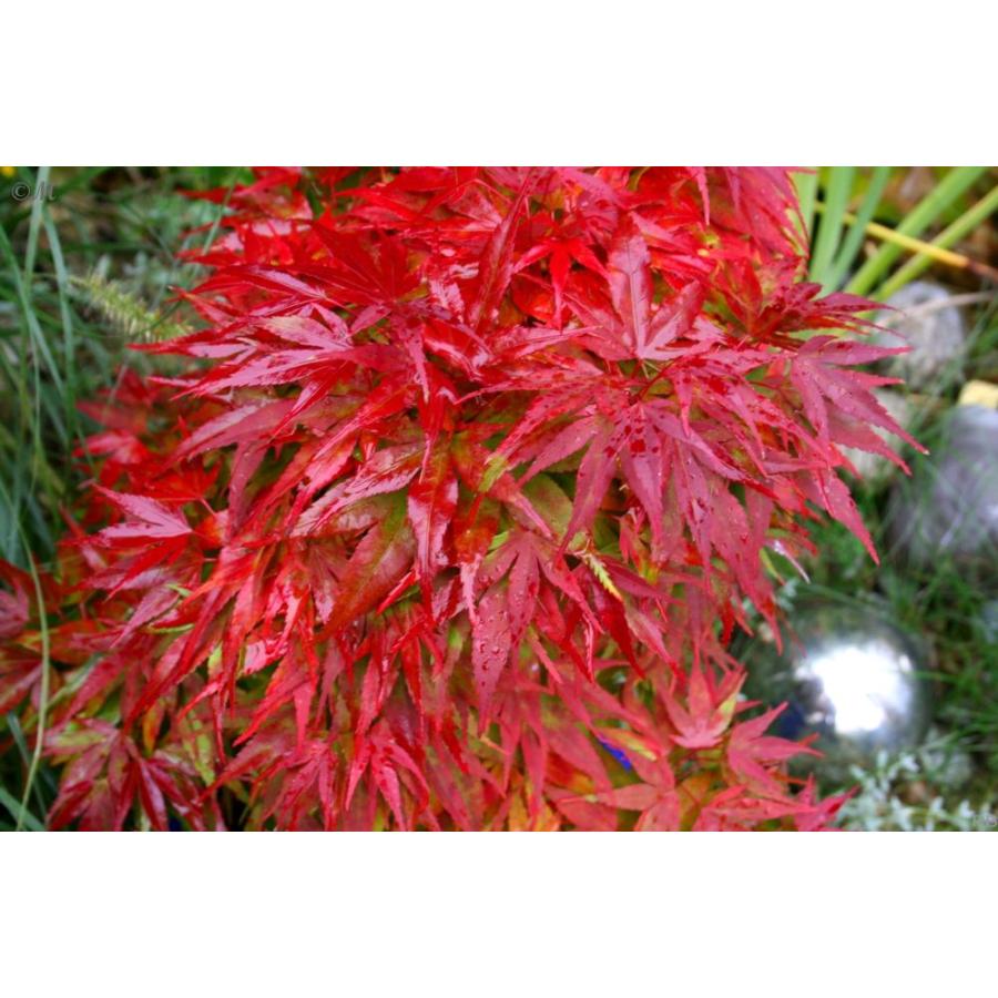 モミジ・ミカワヤツブサ＜三河八房＞ 種子20粒 Mikawa yatsubusa dwarf