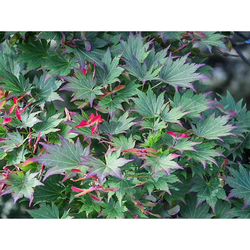 大特価！古木、山もみじ 楽天市場】モミジ 【藤浪錦】 5号ロングポット : 苗木部 by 花