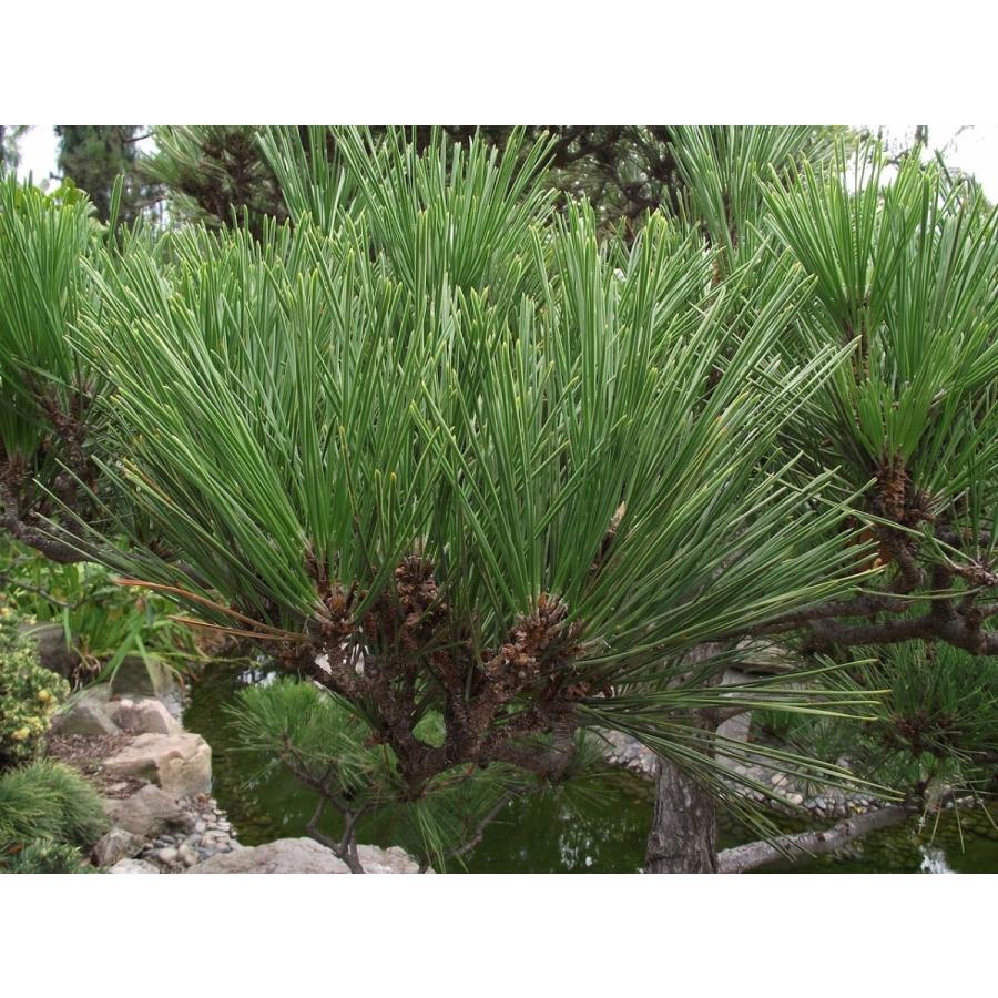 超希少　大人気の黒松の60年越えの代物
棚枝も段々になっており葉性も抜群 三潴の黒松について | 大津尚楽園 | 黒松の育成・販売・輸出