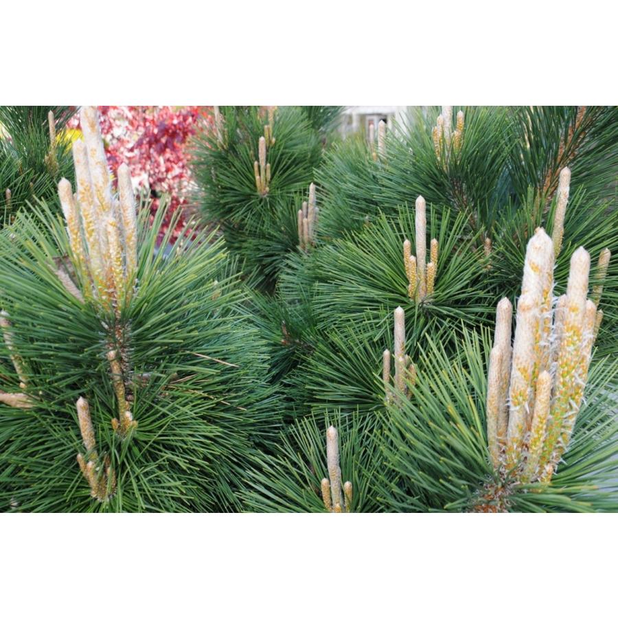 クロマツ＜黒松＞ 種子50粒 Japanese black pine 50 seeds : H.I.Tree