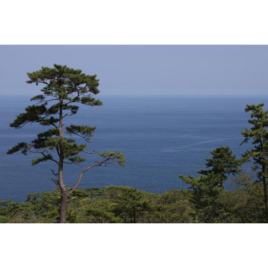 黒松50年もの 1. 黒松 Kuromatsu (Black pine) | BONSAI CLUB TOKYO