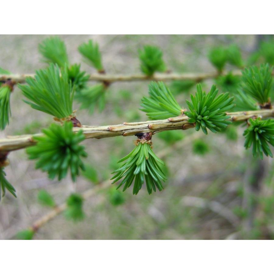 ヨーロッパカラマツ＜欧州落葉松＞ 種子50粒 European larch 50 seeds : H.I.Tree C’s Yahoo!店 ...