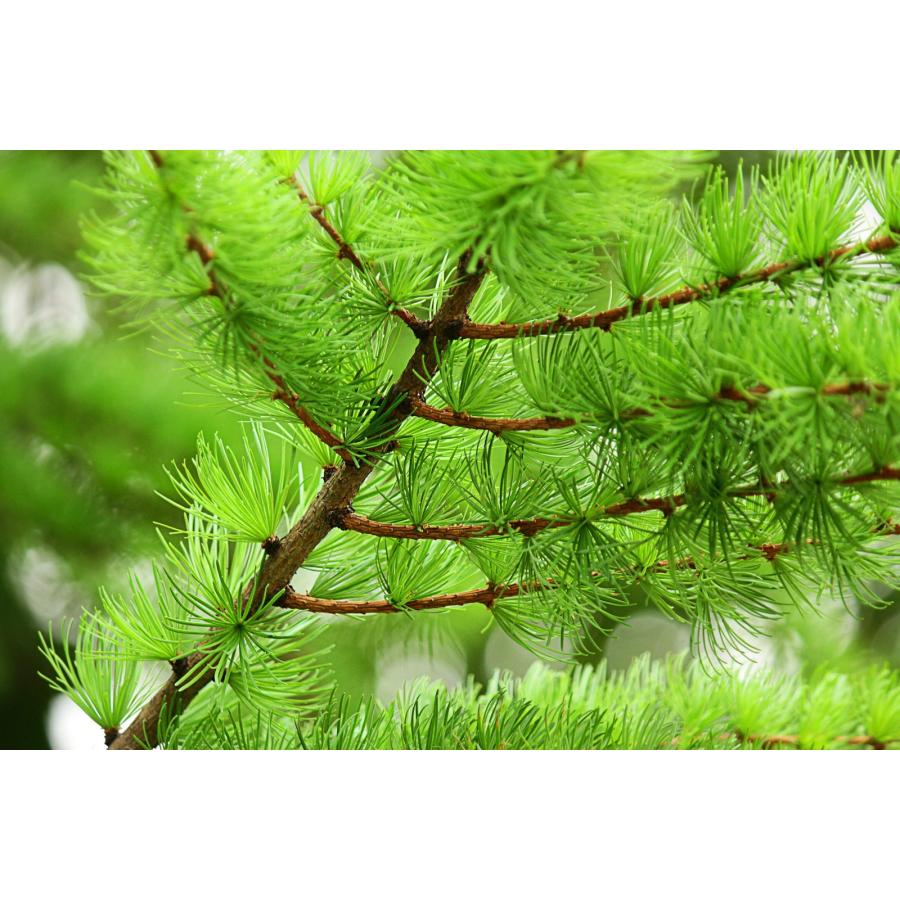 ヨーロッパカラマツ＜欧州落葉松＞ 種子50粒 European larch 50 seeds
