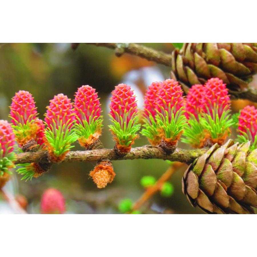 ヨーロッパカラマツ＜欧州落葉松＞ 種子50粒 European larch 50 seeds
