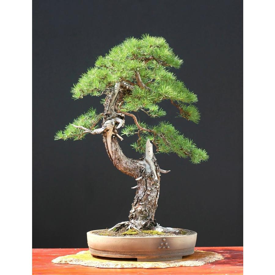ヨーロッパカラマツ＜欧州落葉松＞ 種子50粒 European larch 50 seeds : H.I.Tree C’s Yahoo!店 ...