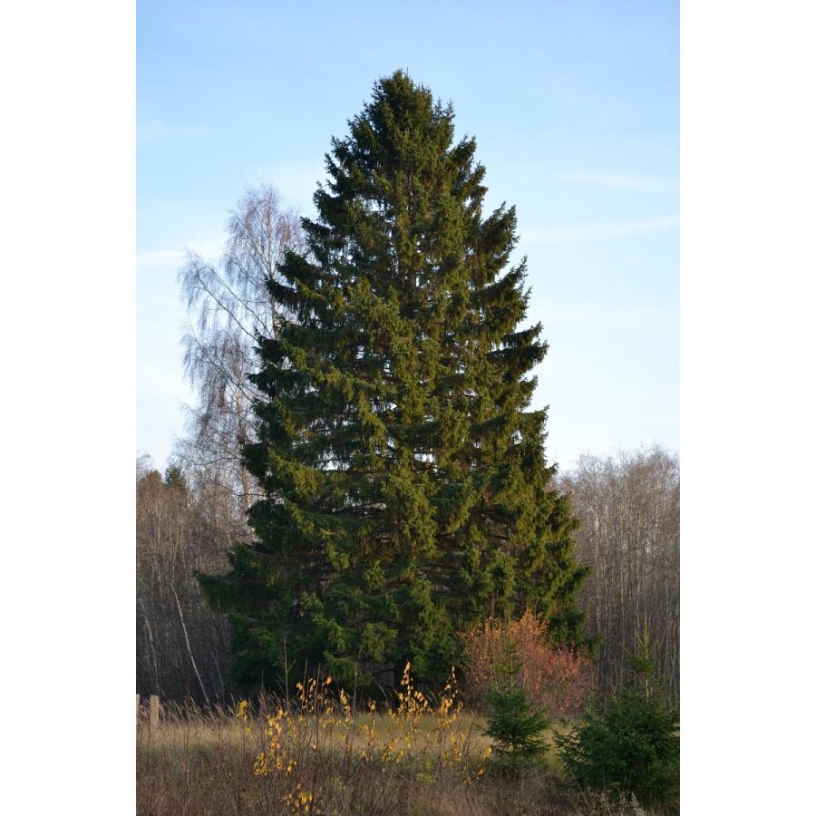 ヨーロッパトウヒ＜欧州トウヒ＞ ［北米産］ 種子50粒 Norway spruce