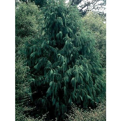 カシミールイトスギ＜糸杉＞ 種子50粒 Kashmir cypress 50 seeds