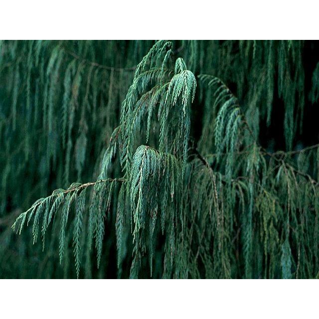 カシミールイトスギ＜糸杉＞ 種子50粒 Kashmir cypress 50 seeds