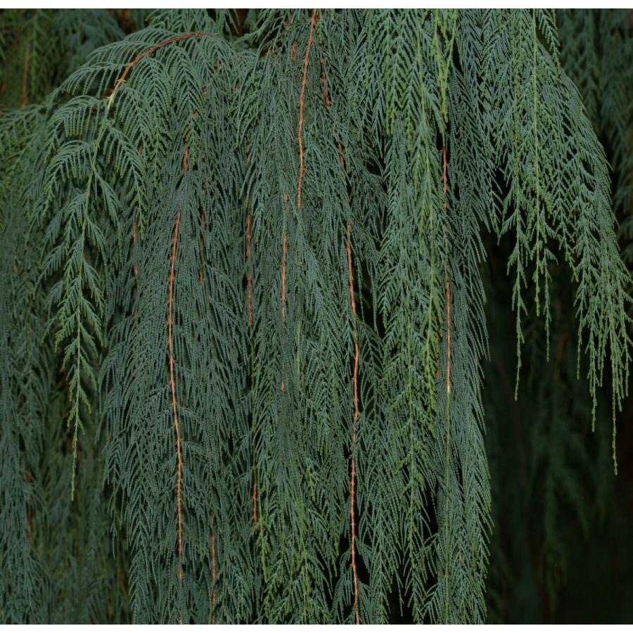 カシミールイトスギ＜糸杉＞ 種子50粒 Kashmir cypress 50 seeds