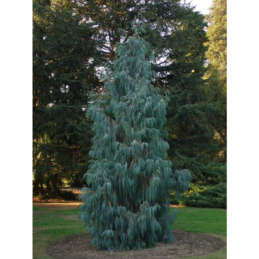 カシミールイトスギ＜糸杉＞ 種子50粒 Kashmir cypress 50 seeds