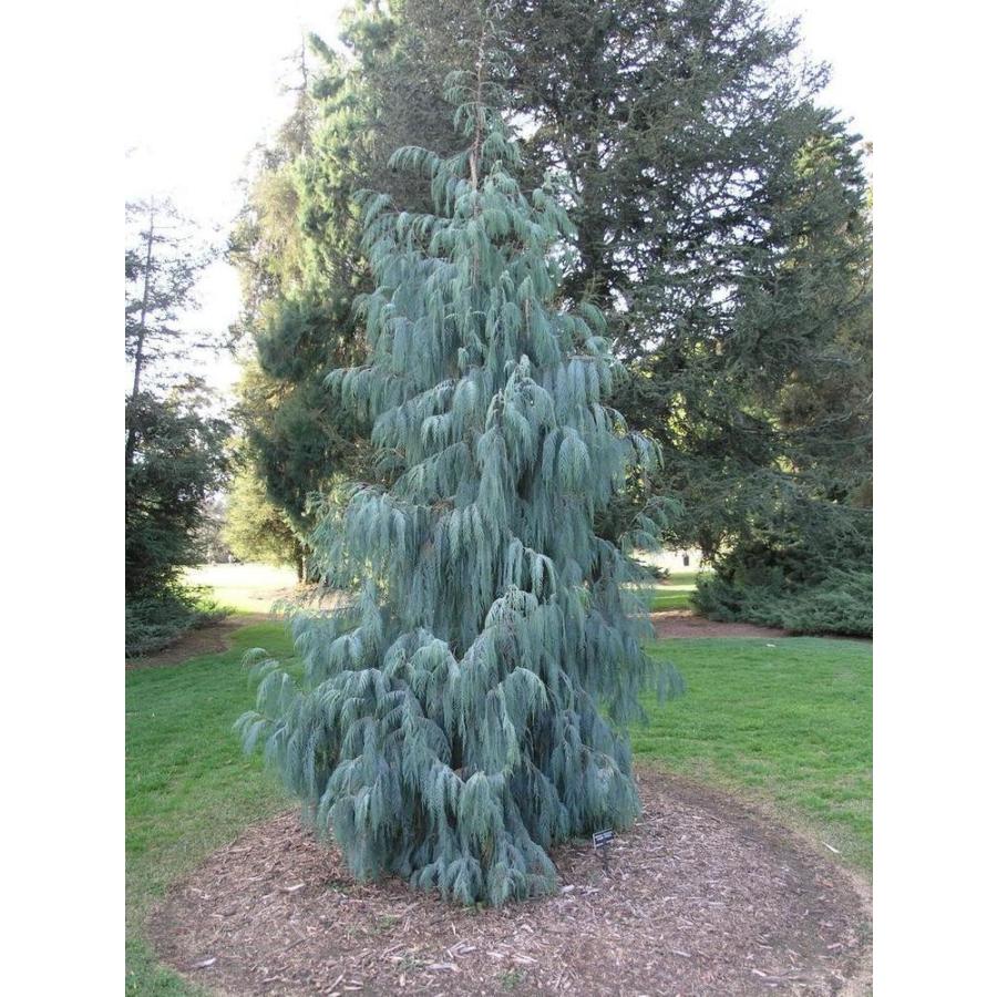 カシミールイトスギ＜糸杉＞ 種子50粒 Kashmir cypress 50 seeds