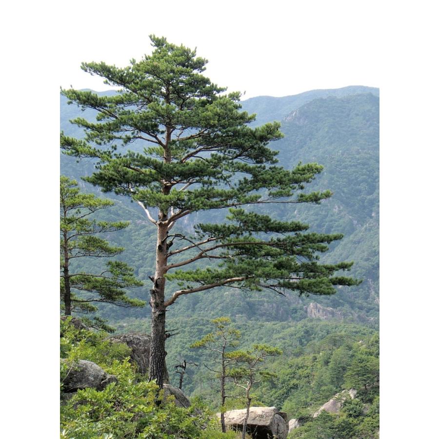 アカマツ　赤松 アカマツ＜赤松＞ 種子50粒 Japanese red pine 50 seeds : H.I.Tree