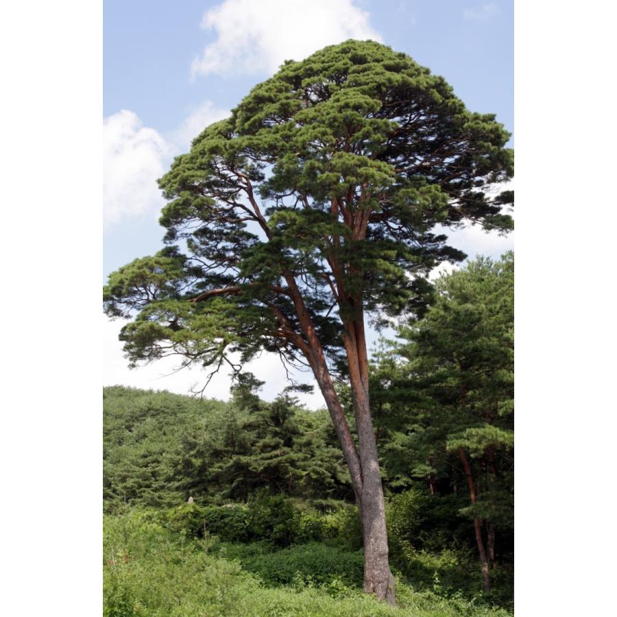 アカマツ＜赤松＞ 種子50粒 Japanese red pine 50 seeds : H.I.Tree