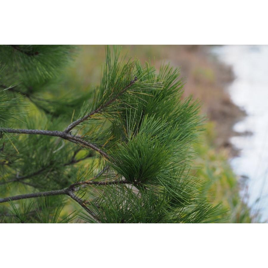 アカマツ＜赤松＞ 種子50粒 Japanese red pine 50 seeds : H.I.Tree