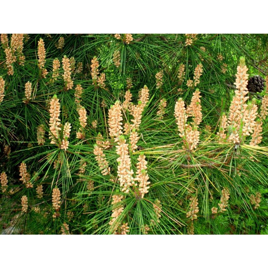 アカマツ＜赤松＞ 種子50粒 Japanese red pine 50 seeds : H.I.Tree