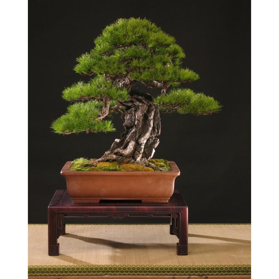 アカマツ＜赤松＞ 種子50粒 Japanese red pine 50 seeds : H.I.Tree