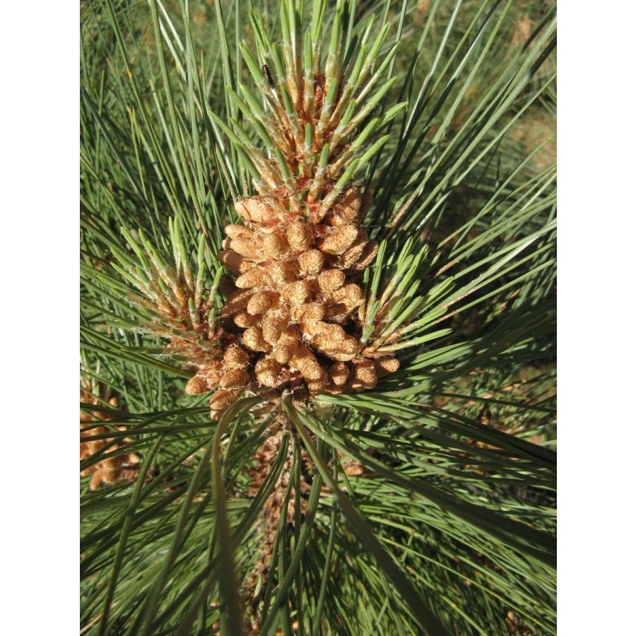 シシマツ（コールター松） 種子5粒 Big-cone pine 5 seeds : H.I.Tree C’s Yahoo!店 - 通販 ...