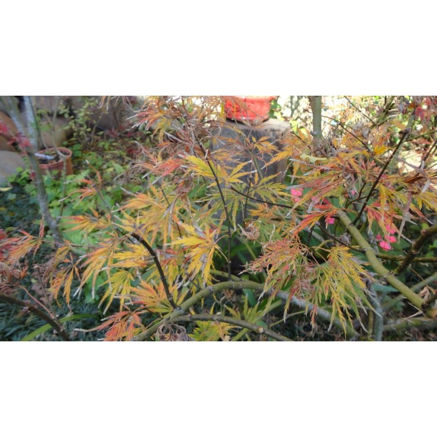 モミジ・アオシダレ＜青枝垂＞ 種子20粒 Ao-shidare weeping lace-leaf