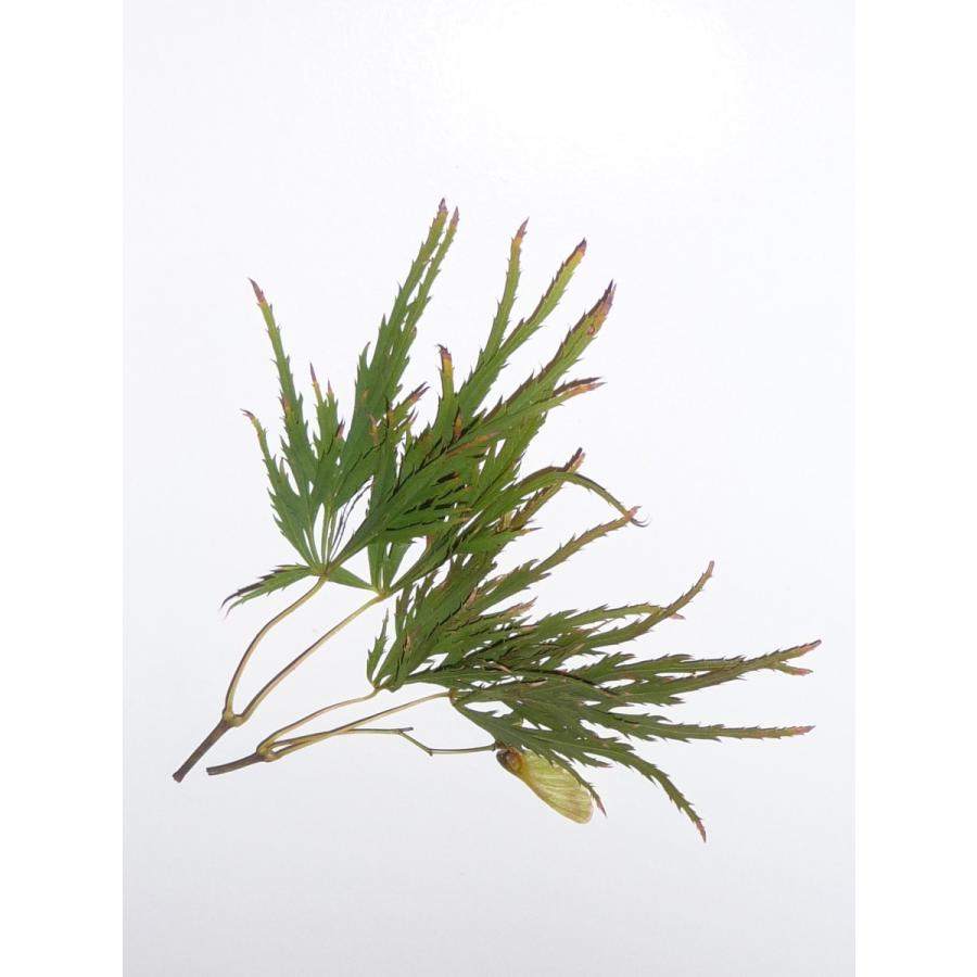 モミジ・アオシダレ＜青枝垂＞ 種子20粒 Ao-shidare weeping lace-leaf