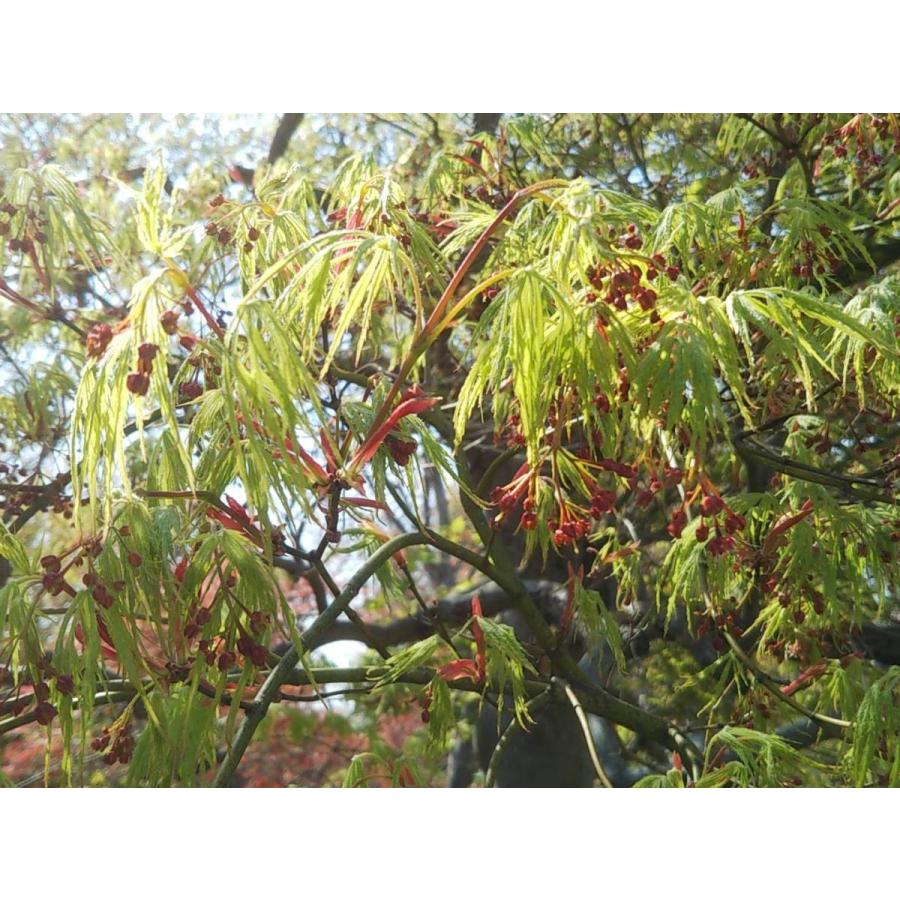 モミジ・アオシダレ＜青枝垂＞ 種子20粒 Ao-shidare weeping lace-leaf