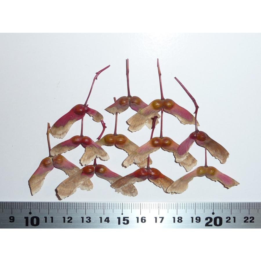 モミジ・ノムラ＜野村＞ 種子20粒 Nomura Japanese red maple 20 seeds