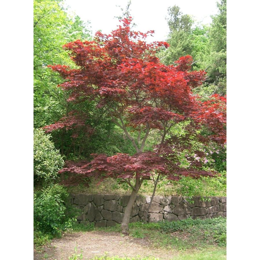 ノムラモミジ　【品番3467】 モミジ・ノムラ＜野村＞ 種子20粒 Nomura Japanese red maple 20 seeds