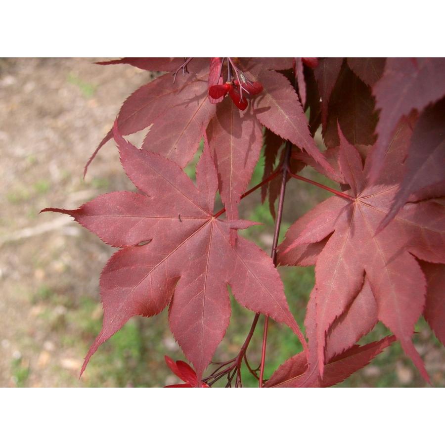 モミジ・ノムラ＜野村＞ 種子20粒 Nomura Japanese red maple 20 seeds
