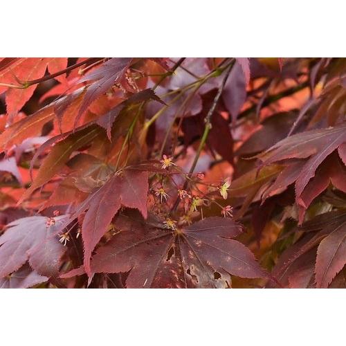 モミジ・ノムラ＜野村＞ 種子20粒 Nomura Japanese red maple 20 seeds