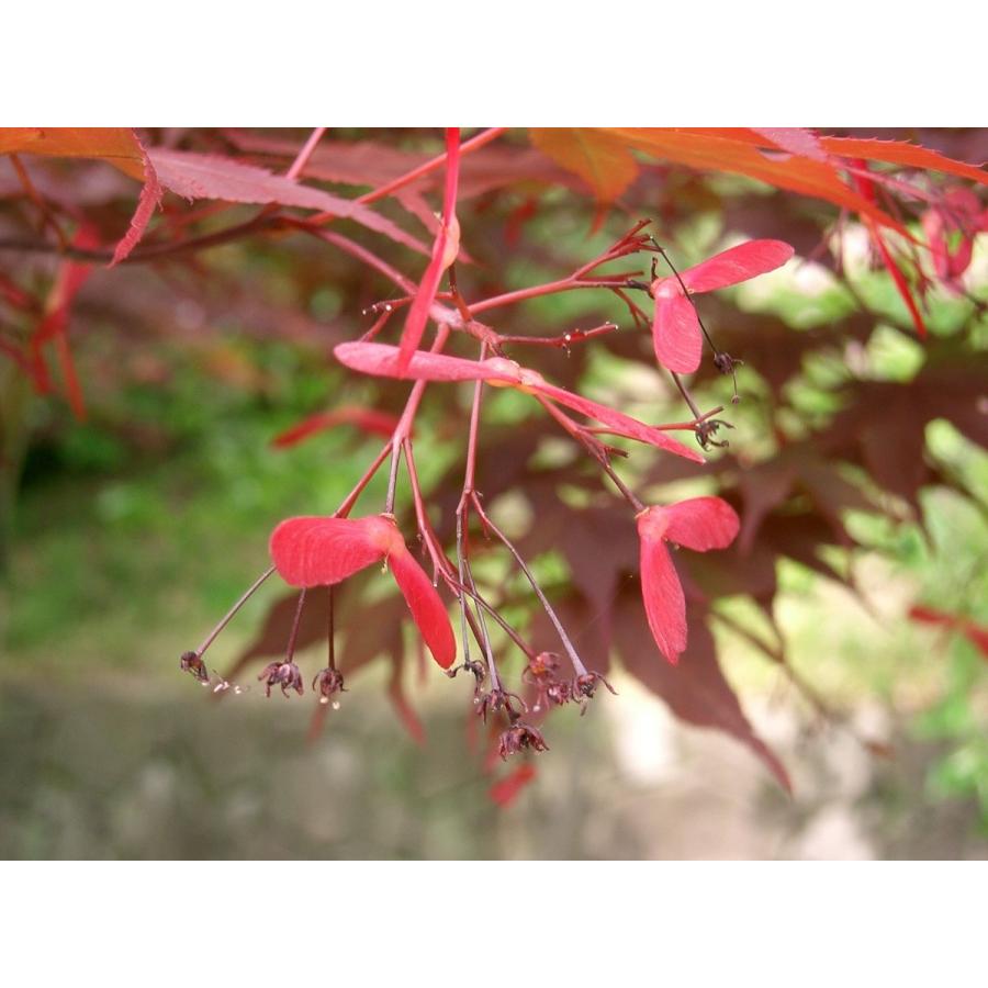 モミジ・ノムラ＜野村＞ 種子20粒 Nomura Japanese red maple 20 seeds