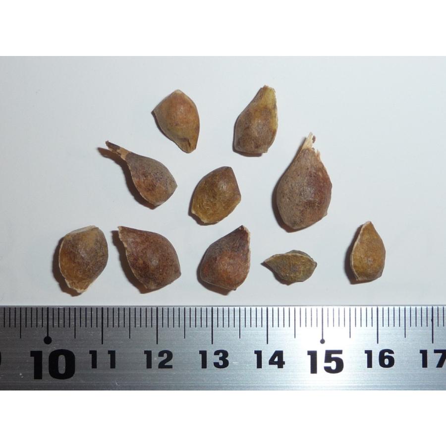 グリセウムカエデ（アカハダメグスリノキ） 種子10粒 Paperbark maple