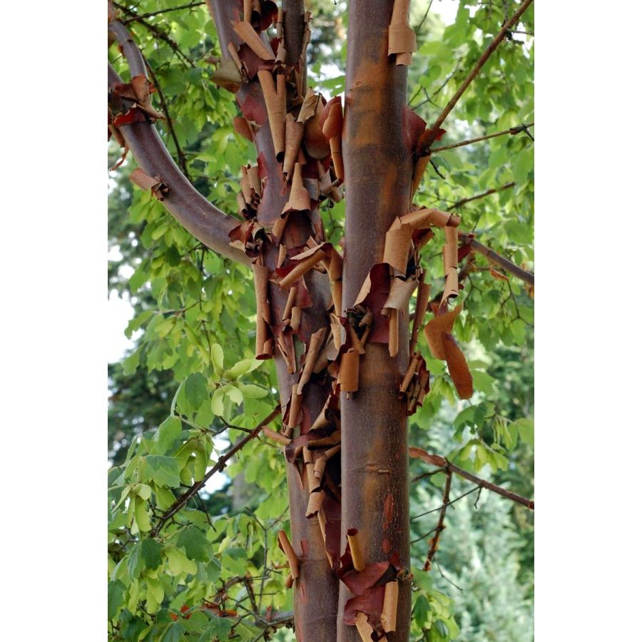 グリセウムカエデ（アカハダメグスリノキ） 種子10粒 Paperbark maple