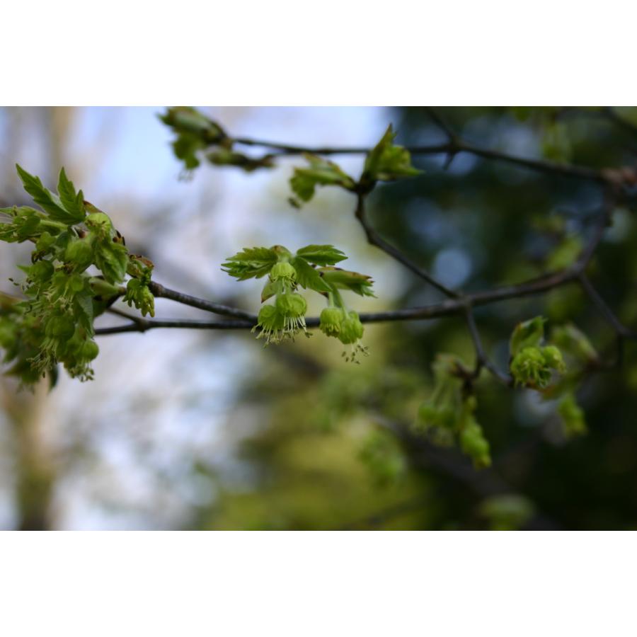グリセウムカエデ（アカハダメグスリノキ） 種子10粒 Paperbark maple