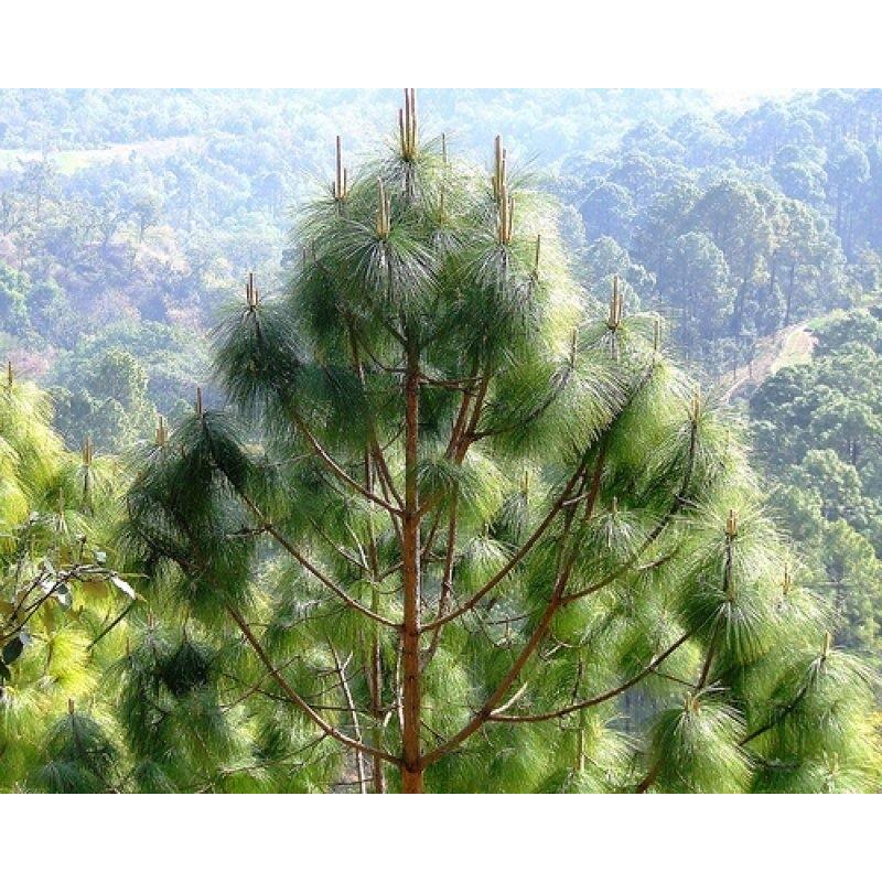 ヒマラヤマツ＜ヒマラヤ松＞ 種子20粒 Chir pine (Longleaf Indian pine) 20 seeds : H.I ...