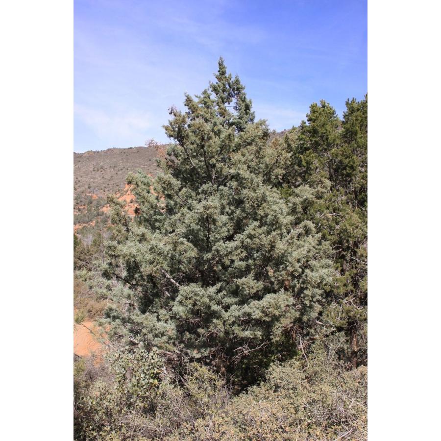 アリゾナイトスギ＜糸杉＞ 種子50粒 Arizona cypress 50 seeds : H.I.