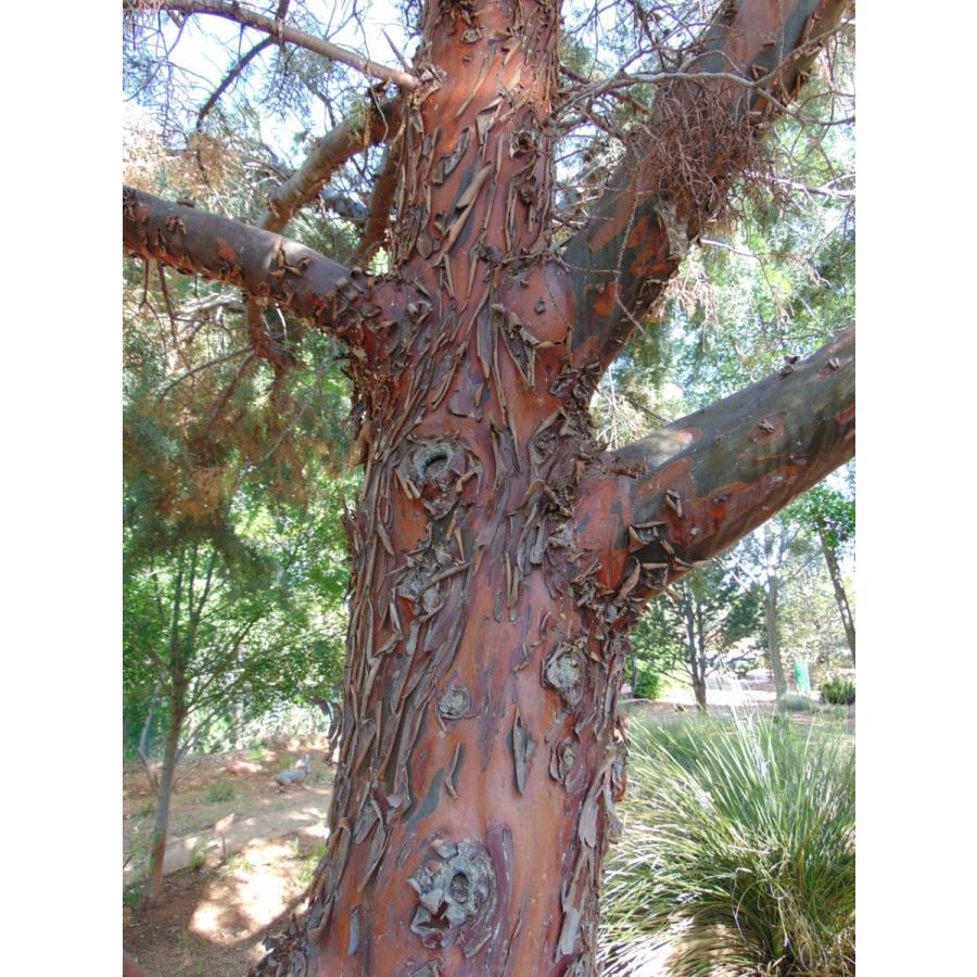 アリゾナイトスギ＜糸杉＞ 種子50粒 Arizona cypress 50 seeds : H.I.