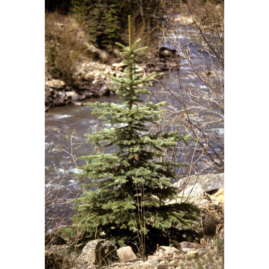 銀葉コロラドトウヒ（プンゲンストウヒ） ［コロラド州サンファン産