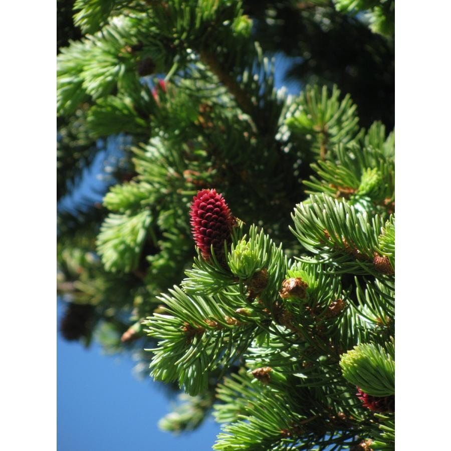 銀葉コロラドトウヒ プンゲンストウヒ コロラド州サンファン産 種子50粒 Colorado Blue Spruce Co San Juan 50 Seeds H I Tree C S Yahoo 店 通販 Yahoo ショッピング