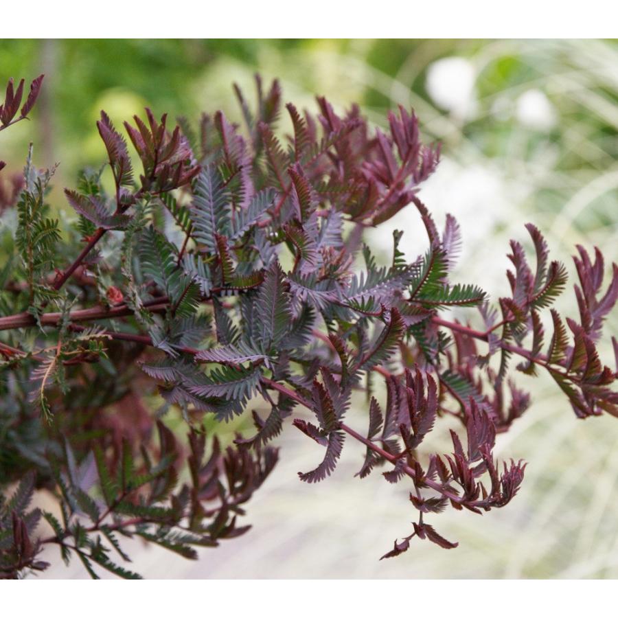 ギンヨウアカシア＜銀葉アカシア＞・プルプレア 種子20粒 Blue