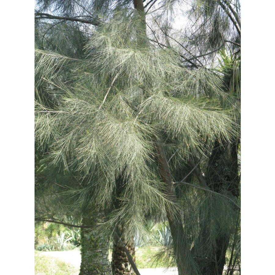 カニンガムモクマオウ 種子100粒 River She Oak 100 Seeds H I Tree C S Yahoo 店 通販 Yahoo ショッピング